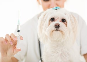 Vaccination, DHP, KC, Pi